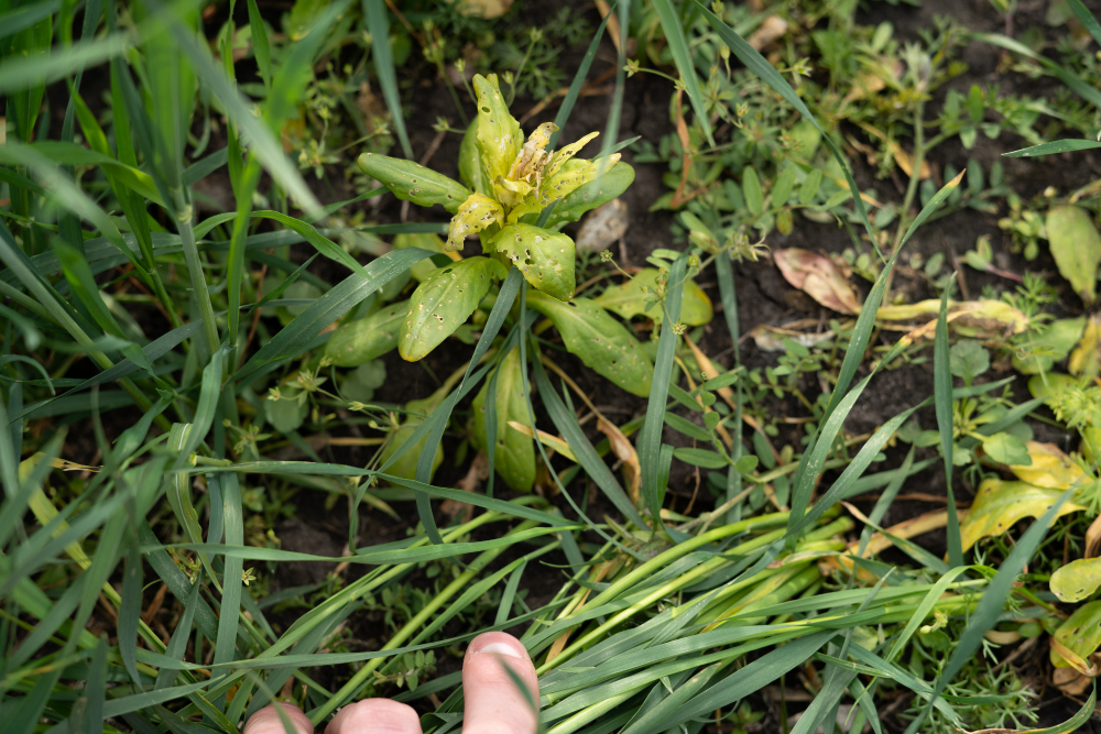 Désherbant naturel : éliminer les mauvaises herbes tout en respectant l’environnement