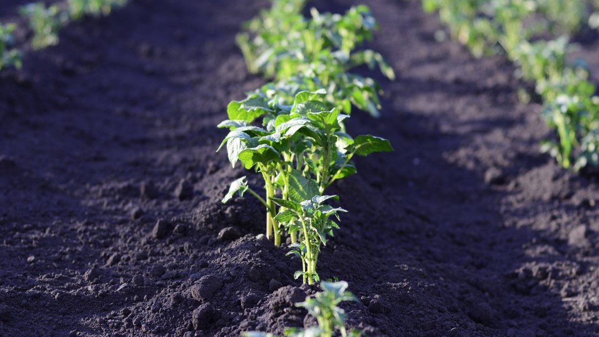 Pourquoi suivre des blogs sur la thématique du potager ?