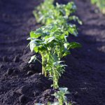 Pourquoi suivre des blogs sur la thématique du potager ?