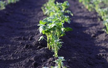 Pourquoi suivre des blogs sur la thématique du potager ?