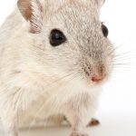 Comment savoir si un rat est dans les murs de votre maison ?
