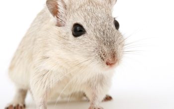 Comment savoir si un rat est dans les murs de votre maison ?