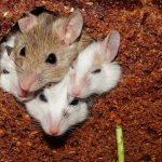 Comment se débarrasser des souris ?