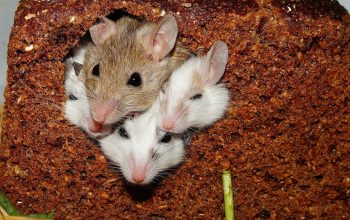 Comment se débarrasser des souris ?